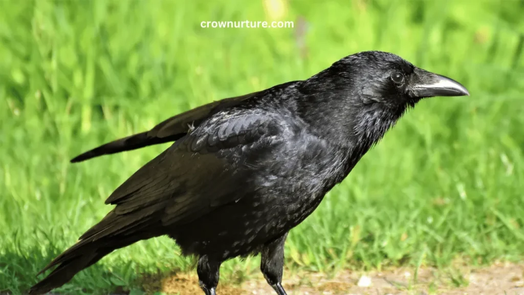 Are Crows Carnivores