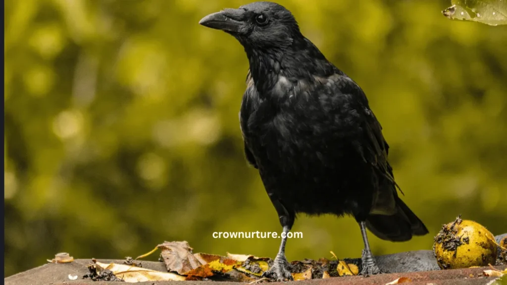 Are Crows Carnivores