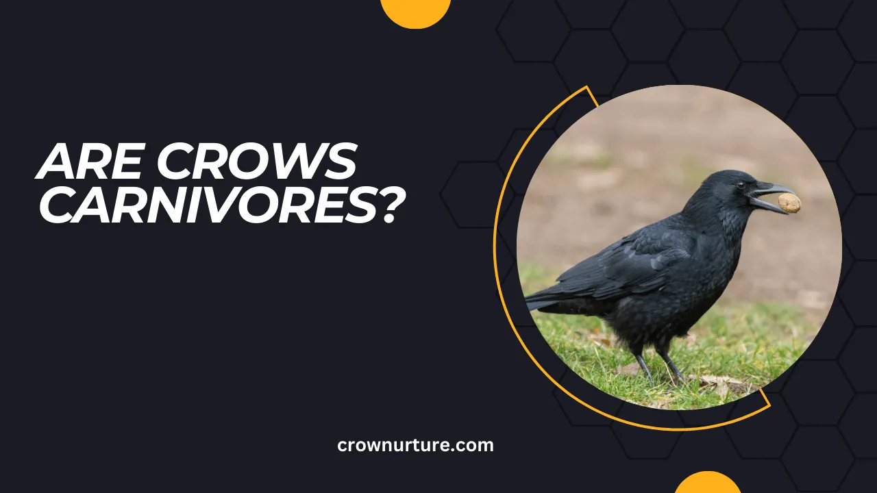 Are Crows Carnivores