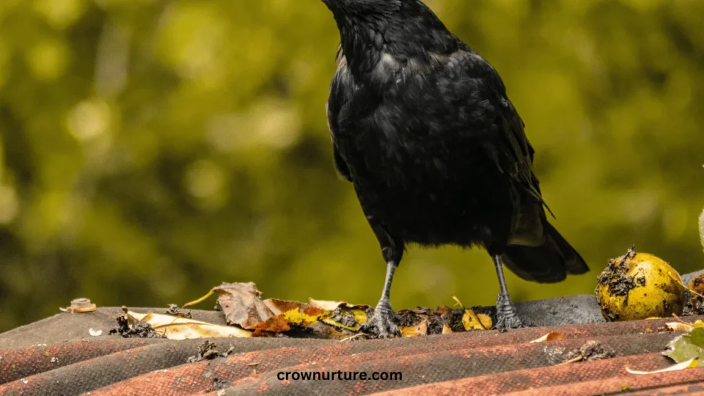 Are Crows Monogamous