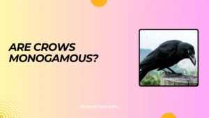 Are Crows Monogamous