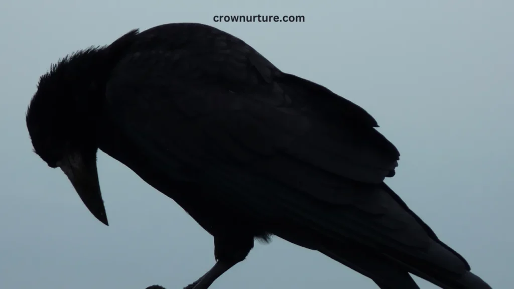 Are Crows Nocturnal