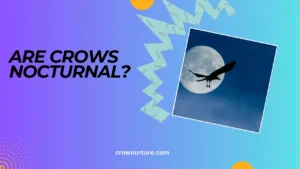 Are Crows Nocturnal