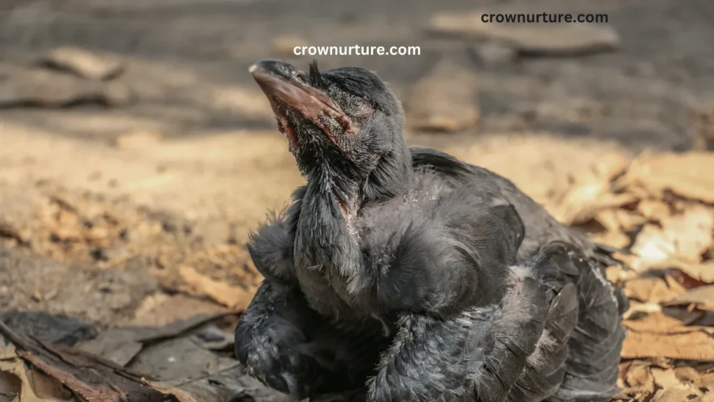 What Does A Baby Crow Sound Like