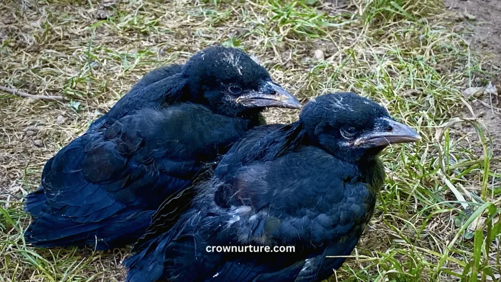 What Does A Baby Crow Sound Like