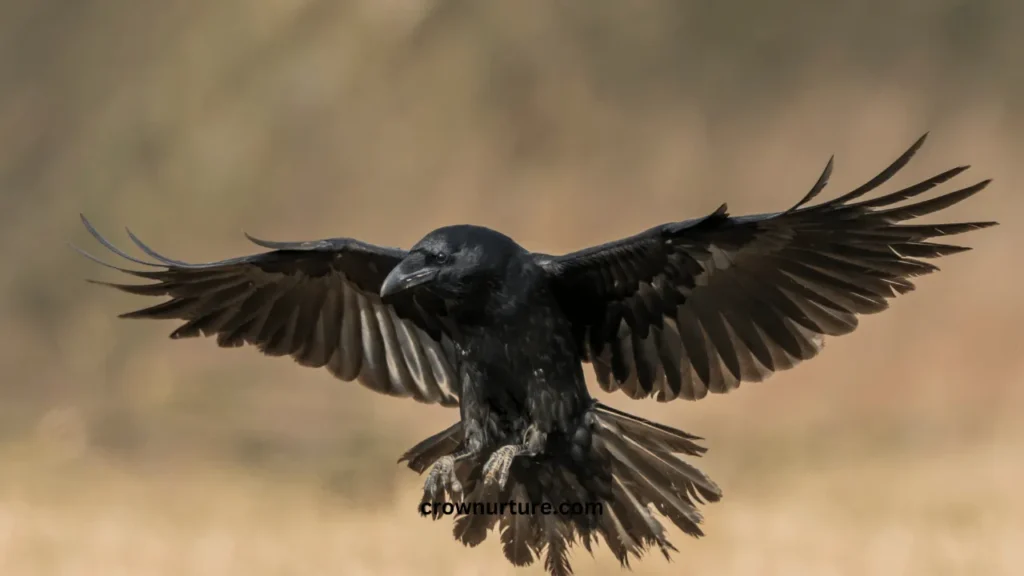 Are Crows Smarter Than Ravens