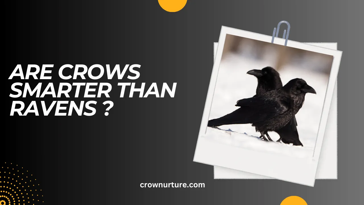 Are Crows Smarter Than Ravens