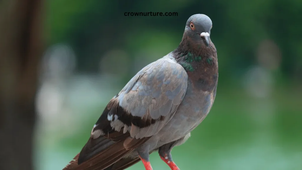 Are Pigeons Smarter Than Crows