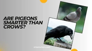 Are Pigeons Smarter Than Crows