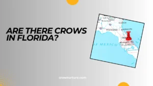 Are There Crows In Florida