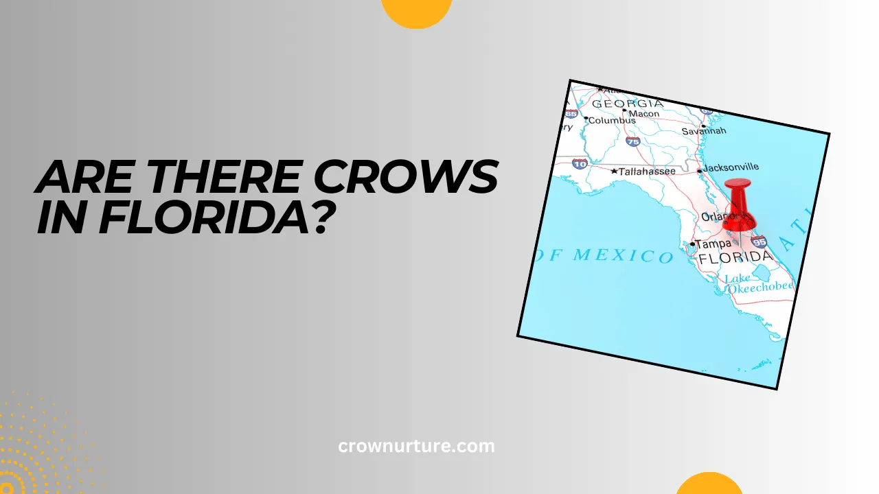 Are There Crows In Florida