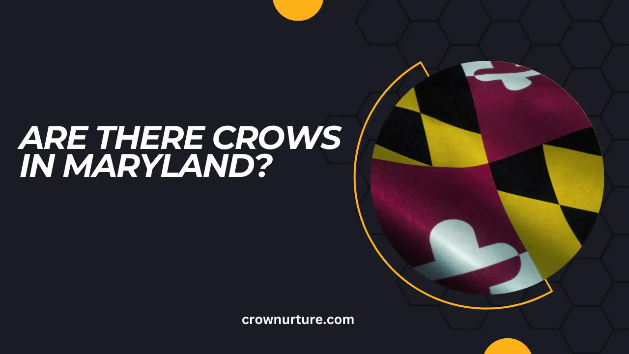 Are There Crows In Maryland