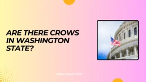 Are There Crows In Washington State