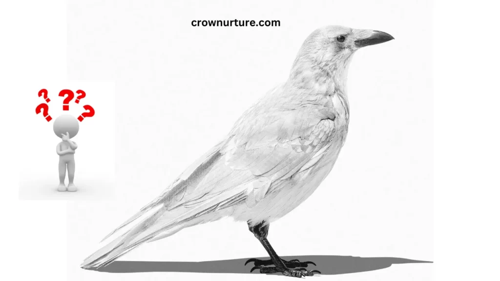 Are There White Crows