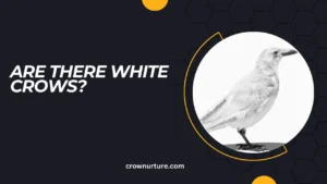 Are There White Crows