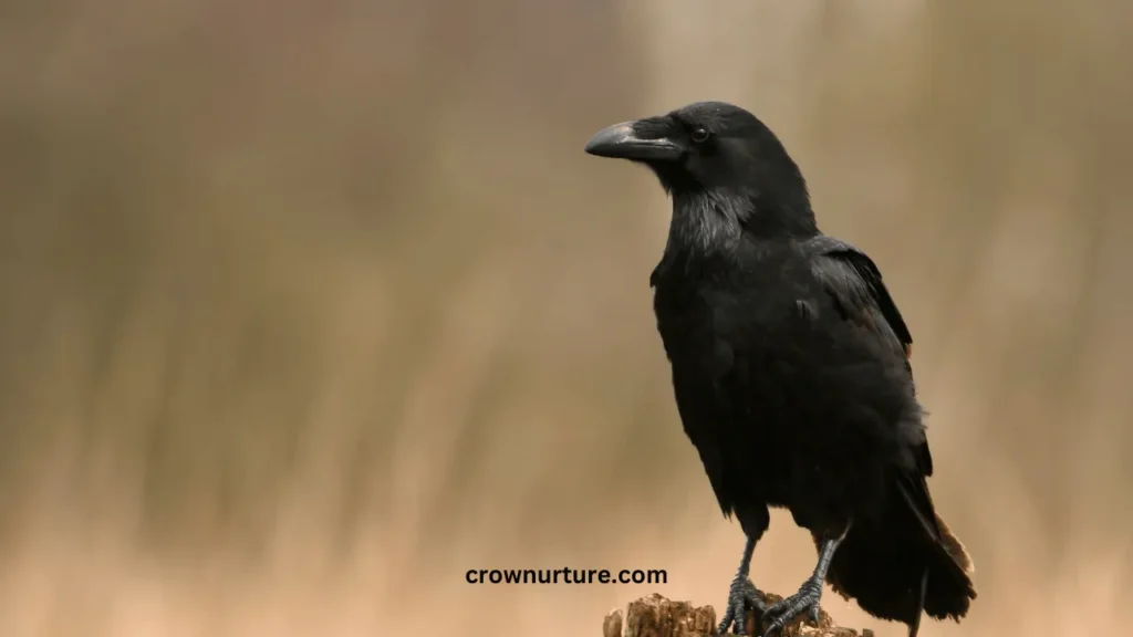 Can A Crow And Raven Mate