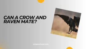 Can A Crow And Raven Mate