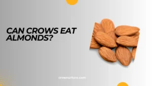 Can Crows Eat Almonds