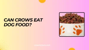 Can Crows Eat Dog Food