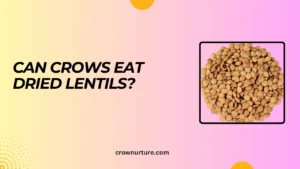 Can Crows Eat Dried Lentils