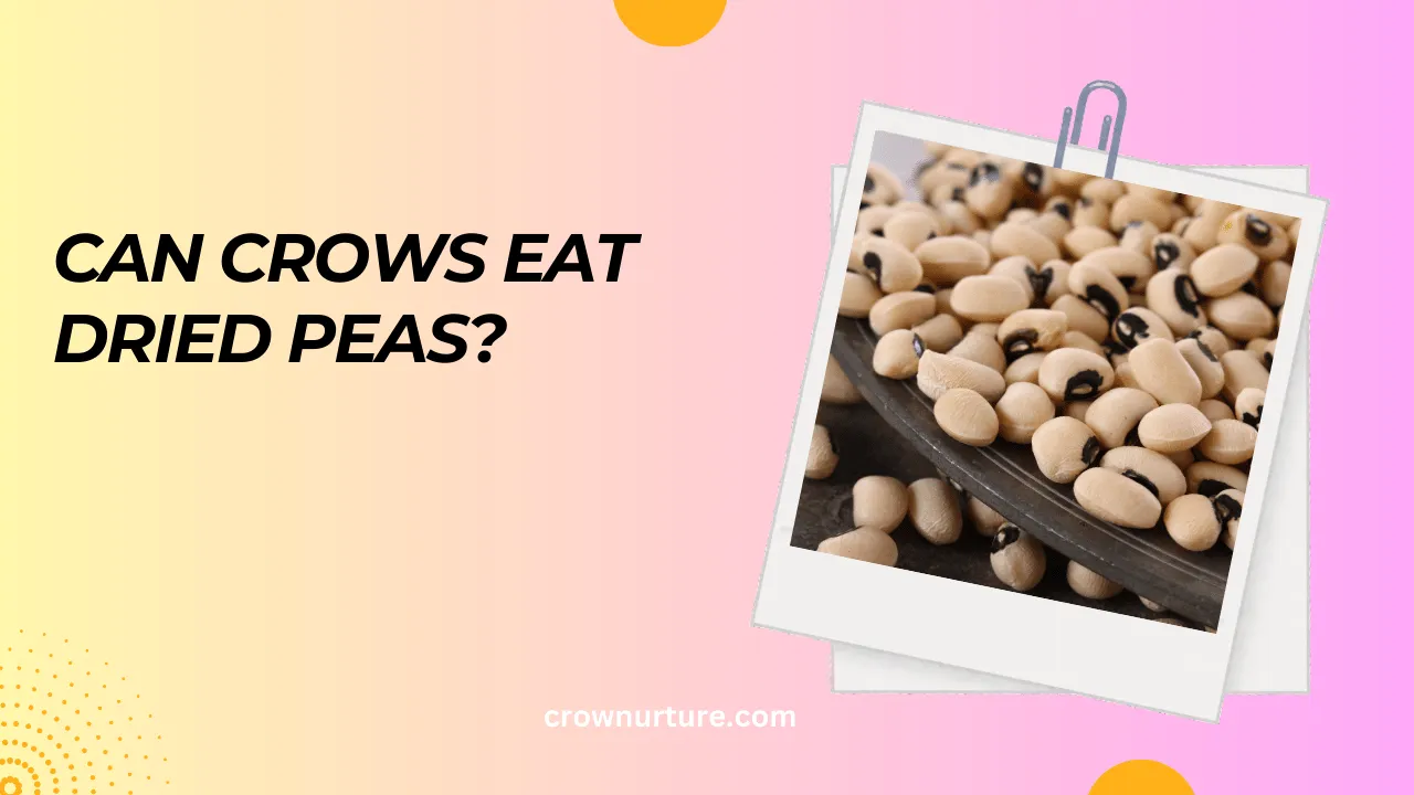 Can Crows Eat Dried Peas