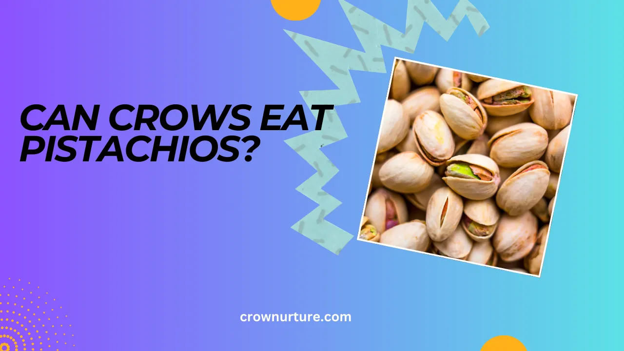 Can Crows Eat Pistachios