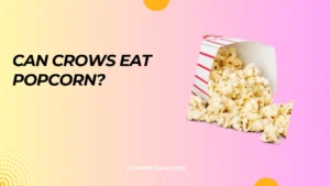 Can Crows Eat Popcorn