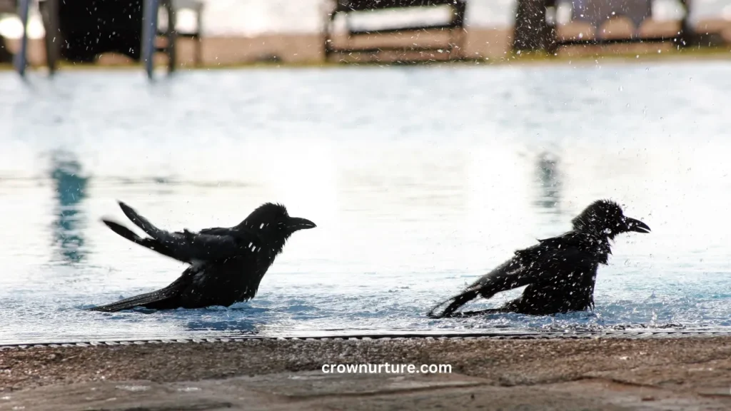 Can Crows Swim