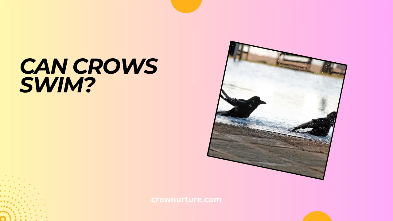 Can Crows Swim