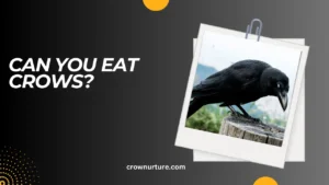 Can You Eat Crows