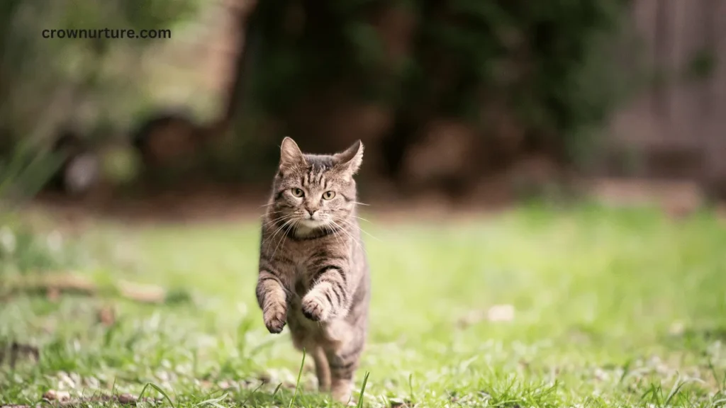 Do Crows Attack Cats