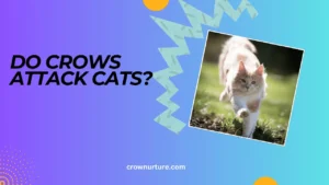 Do Crows Attack Cats