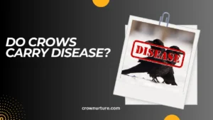 Do Crows Carry Disease