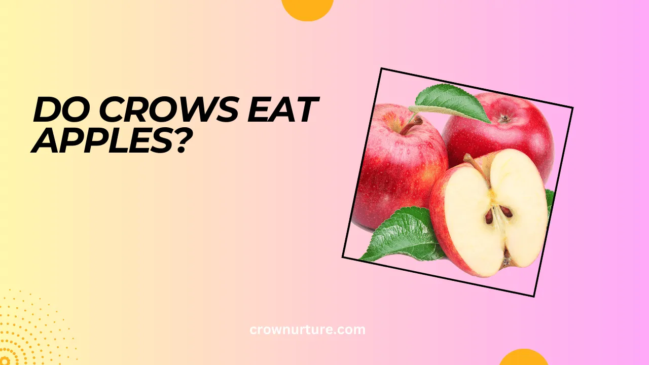 Do Crows Eat Apples