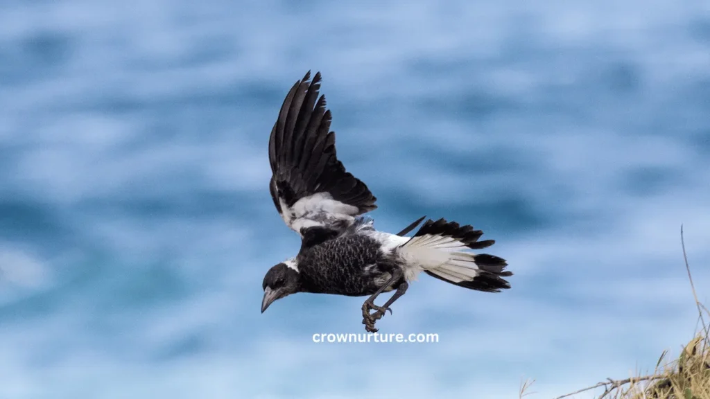 Do Crows Eat Baby Magpies