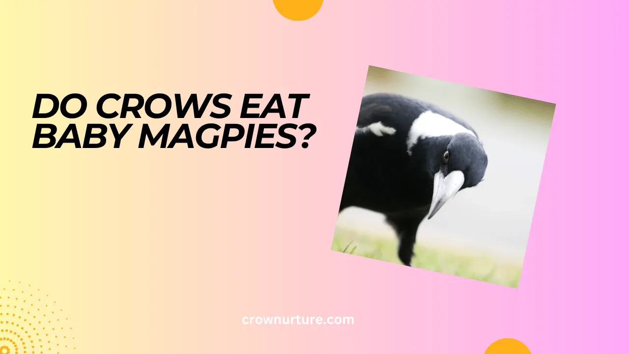 Do Crows Eat Baby Magpies