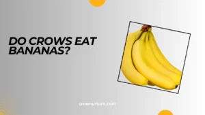 Do Crows Eat Bananas