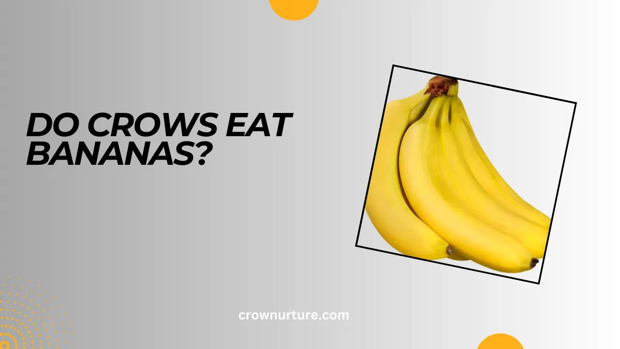 Do Crows Eat Bananas