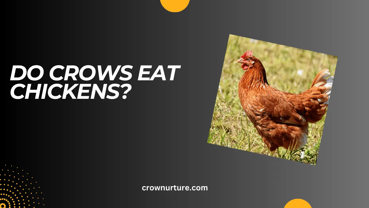 Do Crows Eat Chickens