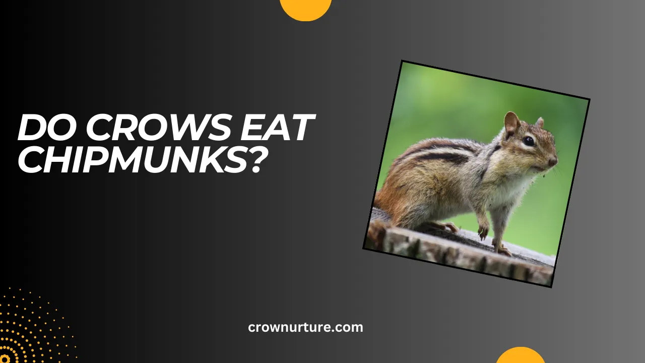 Do Crows Eat Chipmunks