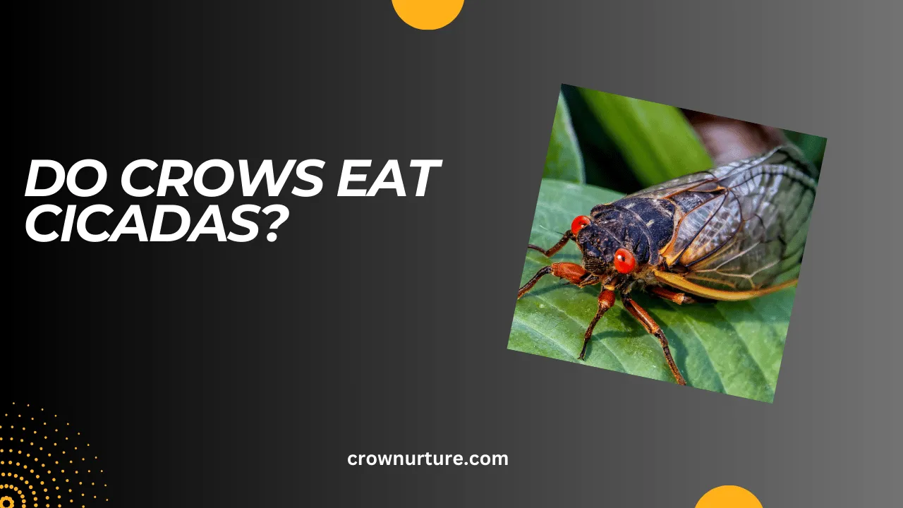 Do Crows Eat Cicadas