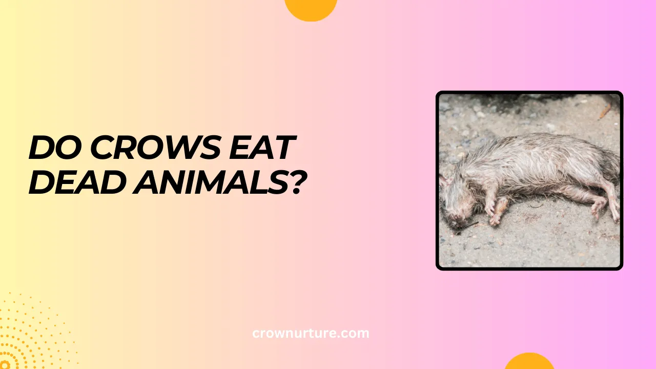 Do Crows Eat Dead Animals