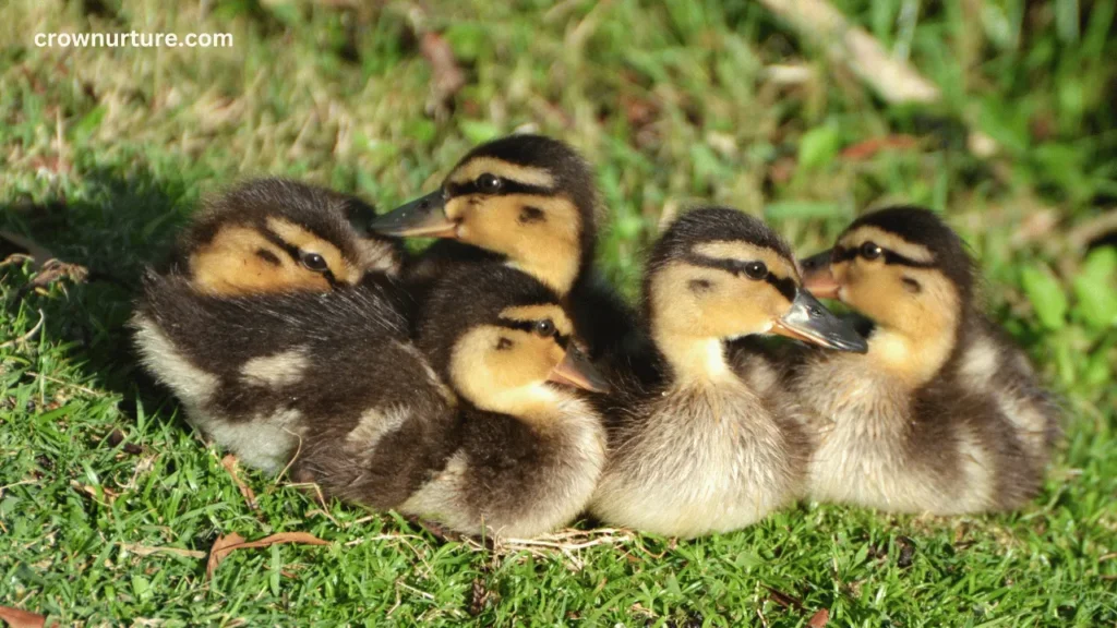 Do Crows Eat Ducklings