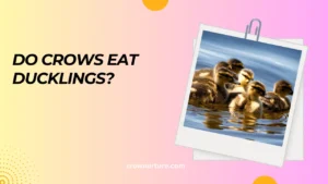 Do Crows Eat Ducklings