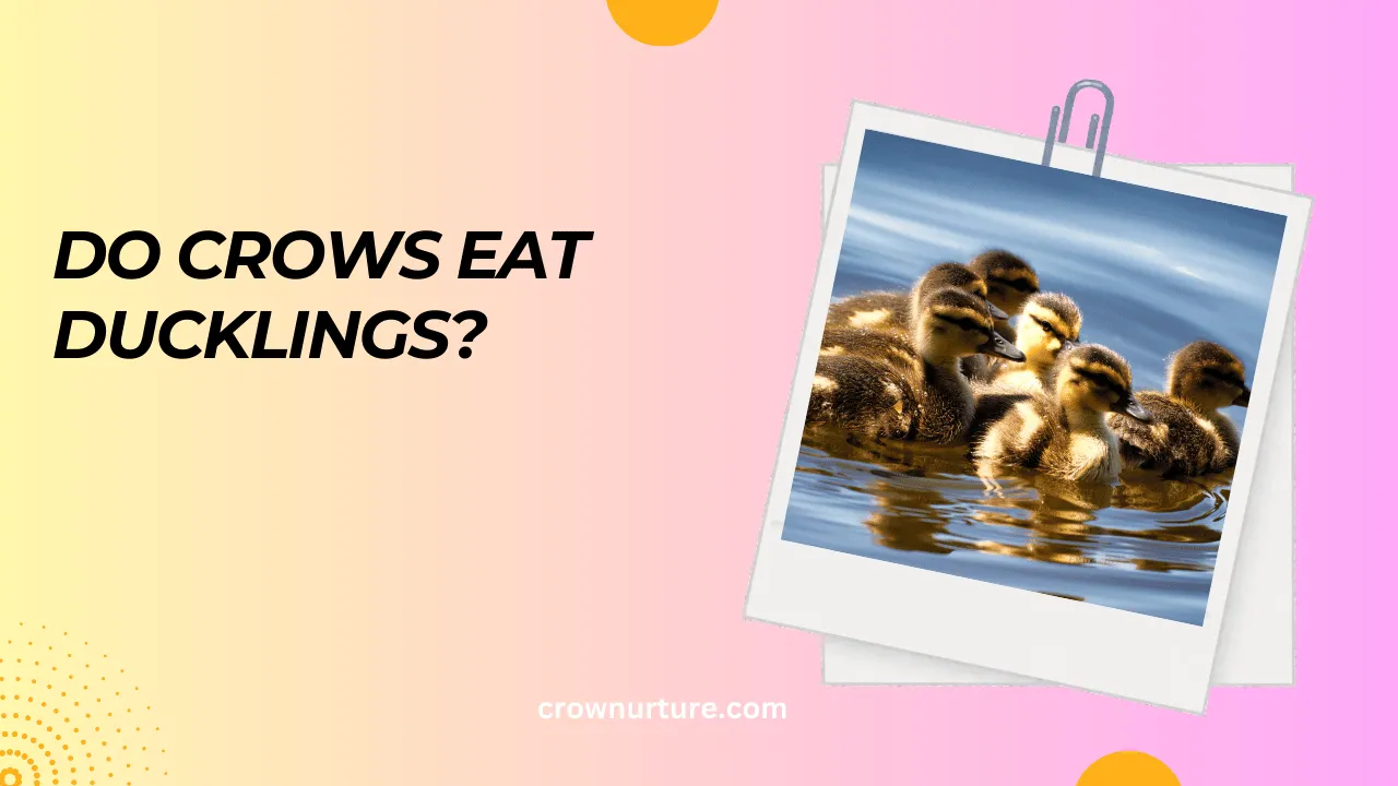 Do Crows Eat Ducklings