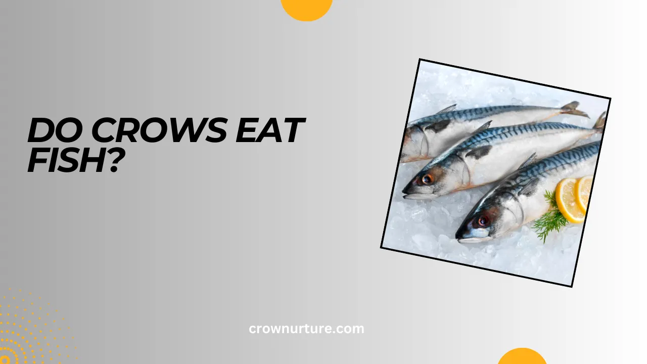 Do Crows Eat Fish