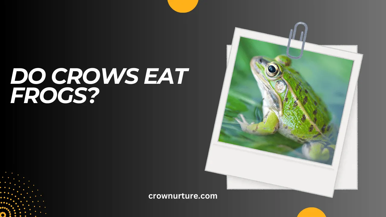 Do Crows Eat Frogs