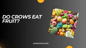 Do Crows Eat Fruit