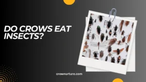 Do Crows Eat Insects