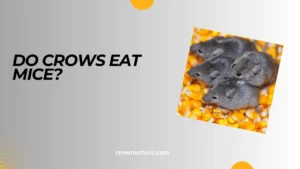 Do Crows Eat Mice